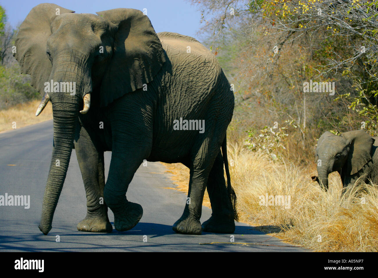 Afrikanischer Elefant und Baby Kreuzung Straße im Kruger Park, Südafrika Stockfoto