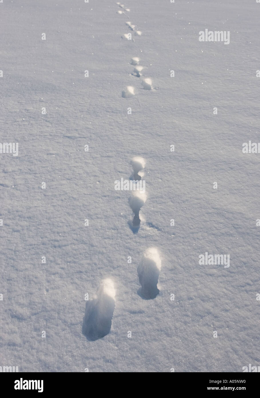 Set von frischen europäischen Berghasen (Lepus timidus) Spuren auf Schnee, Finnland Stockfoto