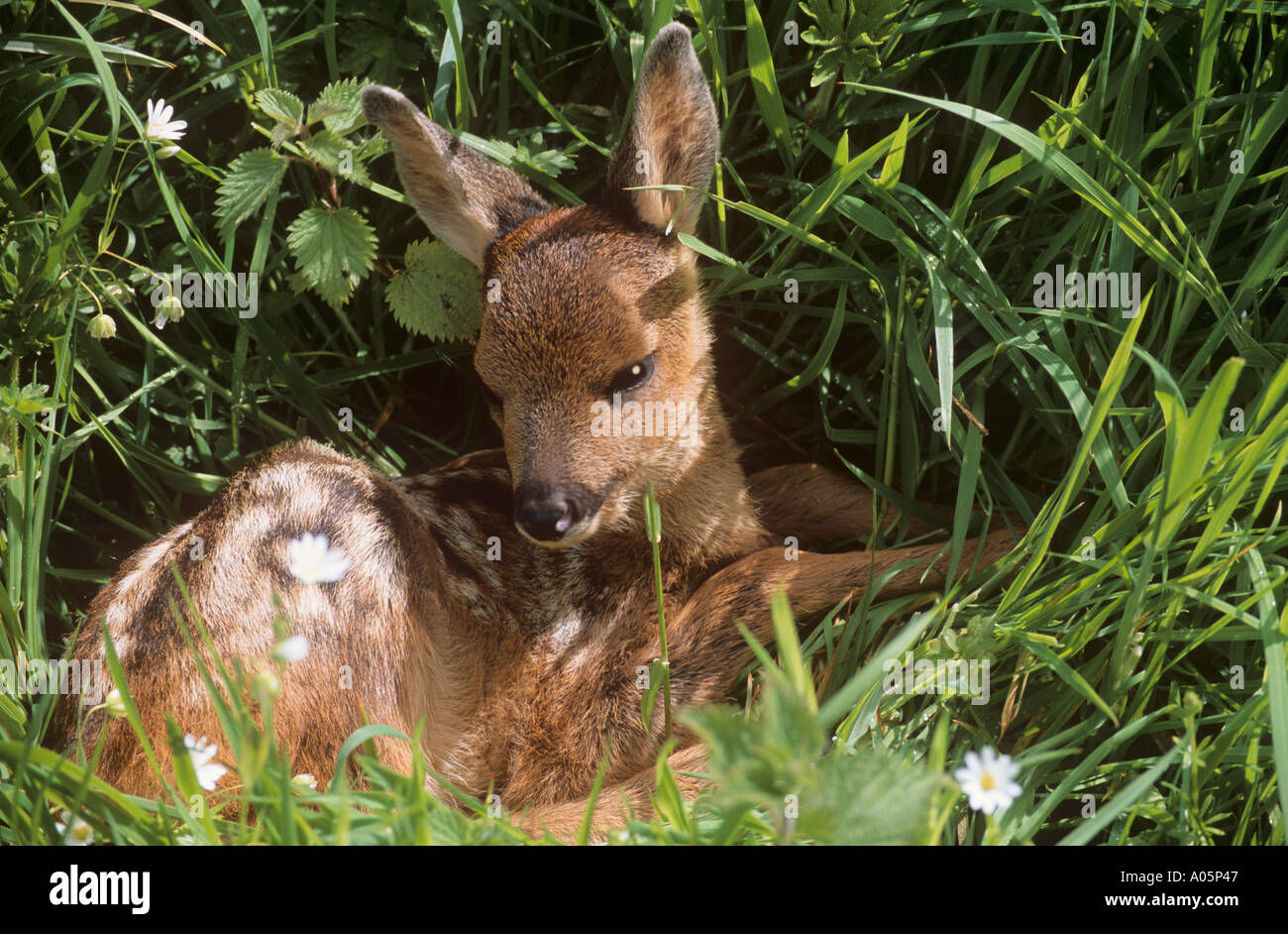 Reh Kind ruht in Rasen Stockfoto