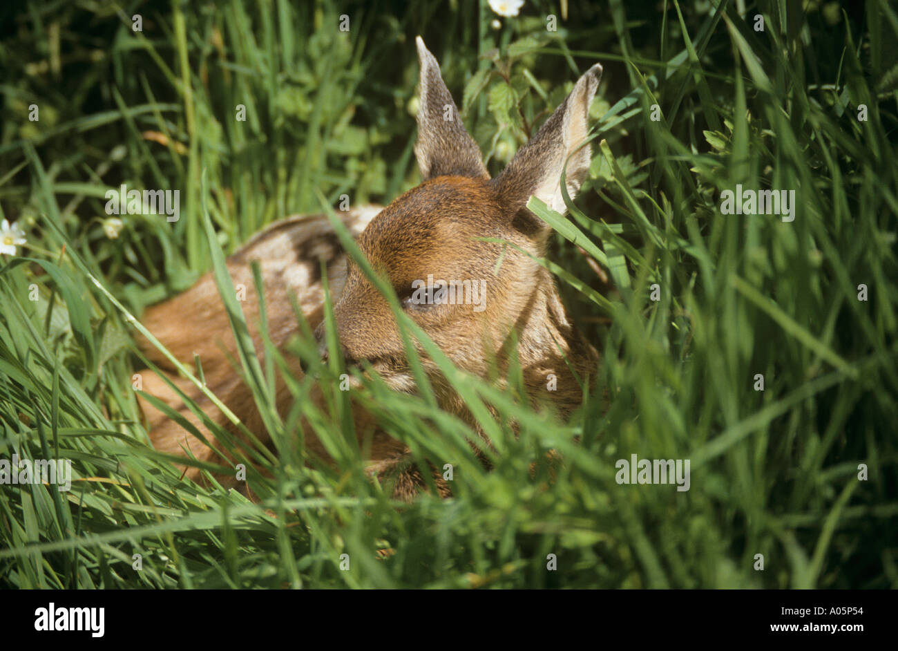 Reh Kind Schlafen Im Rasen Stockfoto Bild 3228243 Alamy