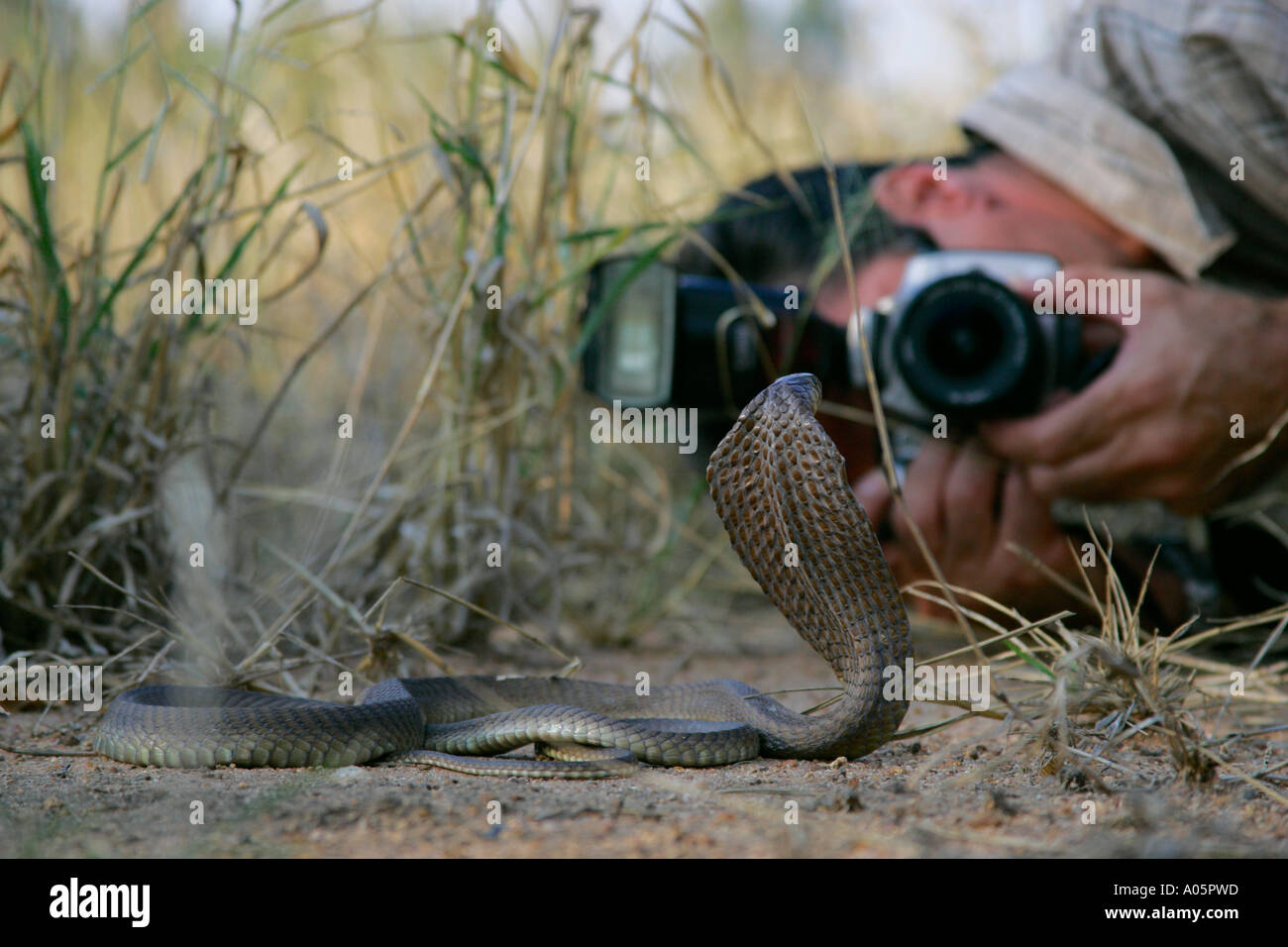 Fotografen fotografieren Snouted Cobra Stockfoto