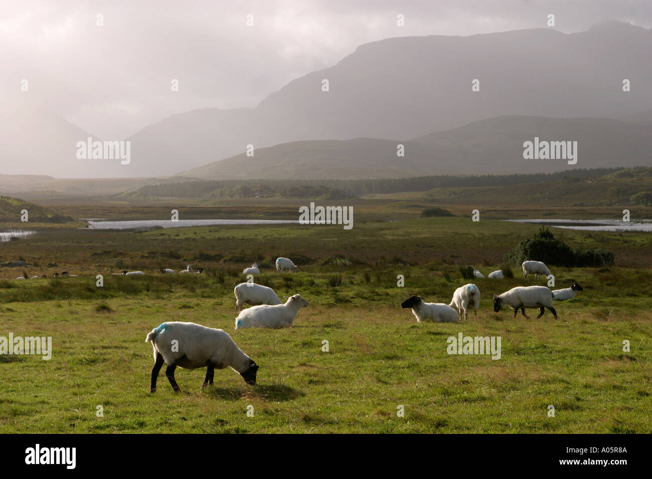 Irland, County Mayo Killeen Schafe und Regen über Mount Aillemore 895m Stockfoto