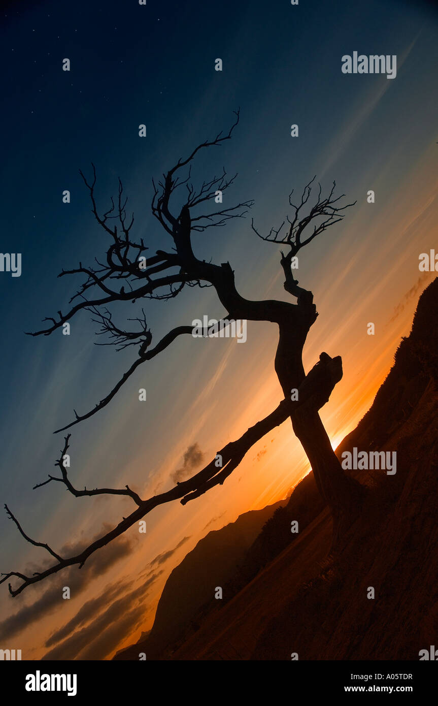 toter Baum Silhouette bei Sonnenuntergang, ein Symbol der globalen ausgedörrte Erwärmung, Erde Stockfoto