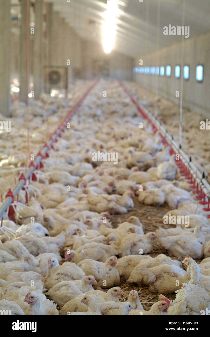 Hühner in einem Stall Broiler auf einer kommerziellen Hühnerfarm Stockfoto