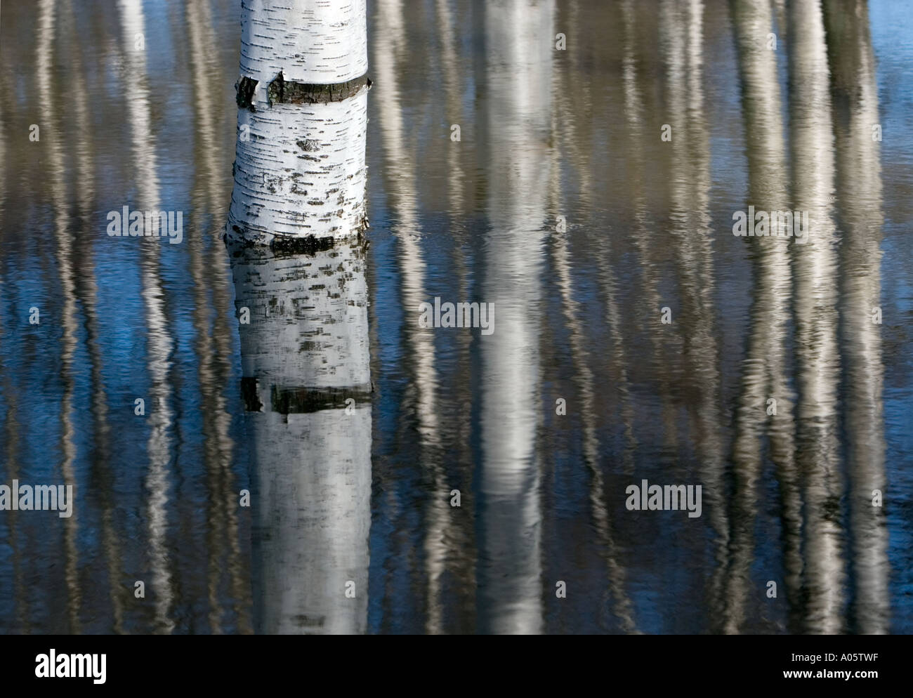 Überfluteten Birke Stämme im Wald Stockfoto