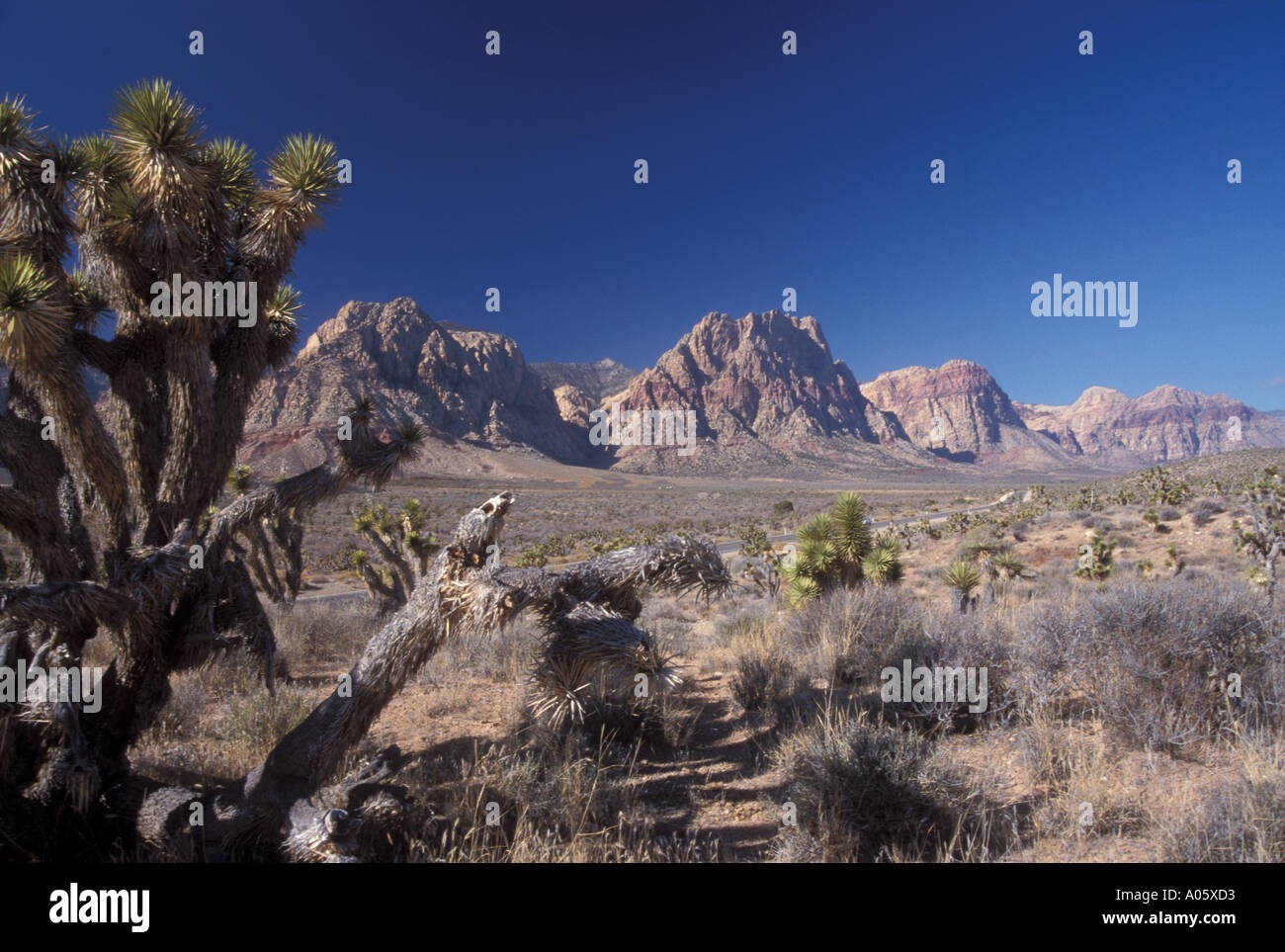 Red Rock Naturschutzgebiet mit Joshua oder Yucca Bäume Yucca Brevifolia in der Nähe von Las Vegas Nevada, USA Stockfoto