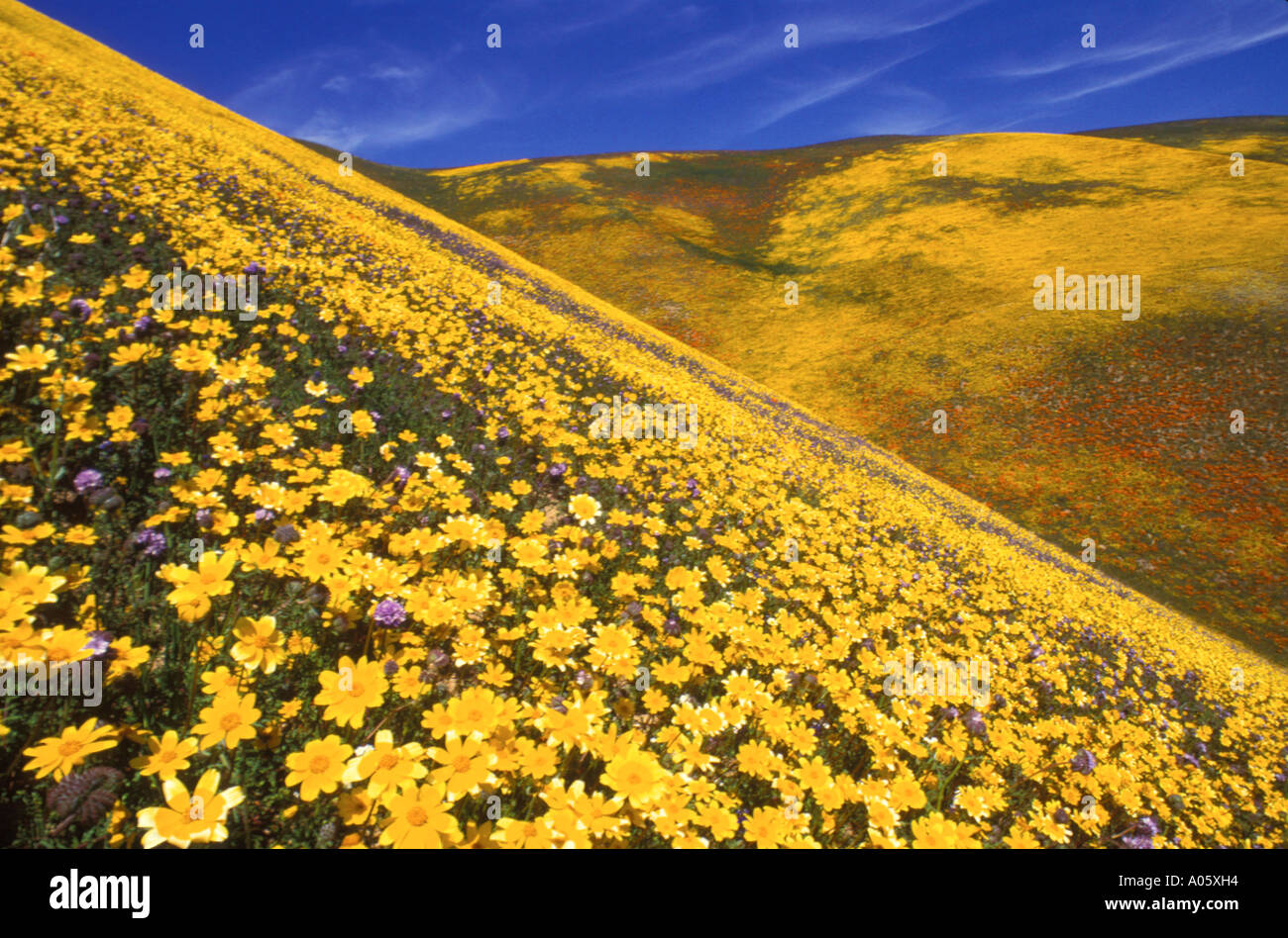 Blumen am Gorman CA Frühling in Tehachapi Mountains-Vereinigte Staaten von Amerika-Nordamerika Stockfoto