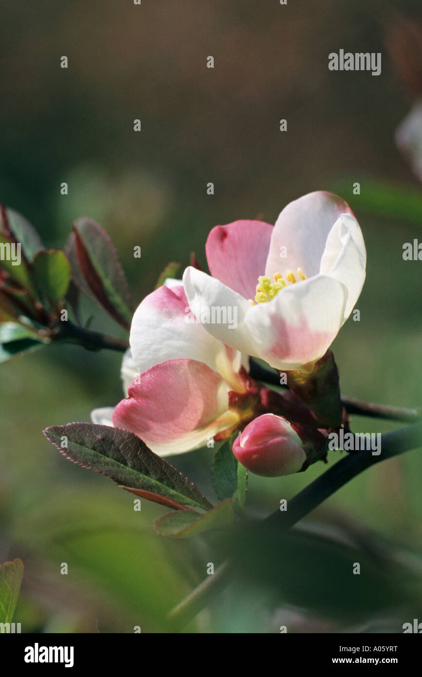 Chinesischer Quitte (chaenomeles speciosa haben rsicolor') Stockfoto