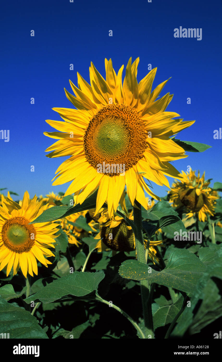 Sonnenblumen-Provence-Frankreich Stockfoto