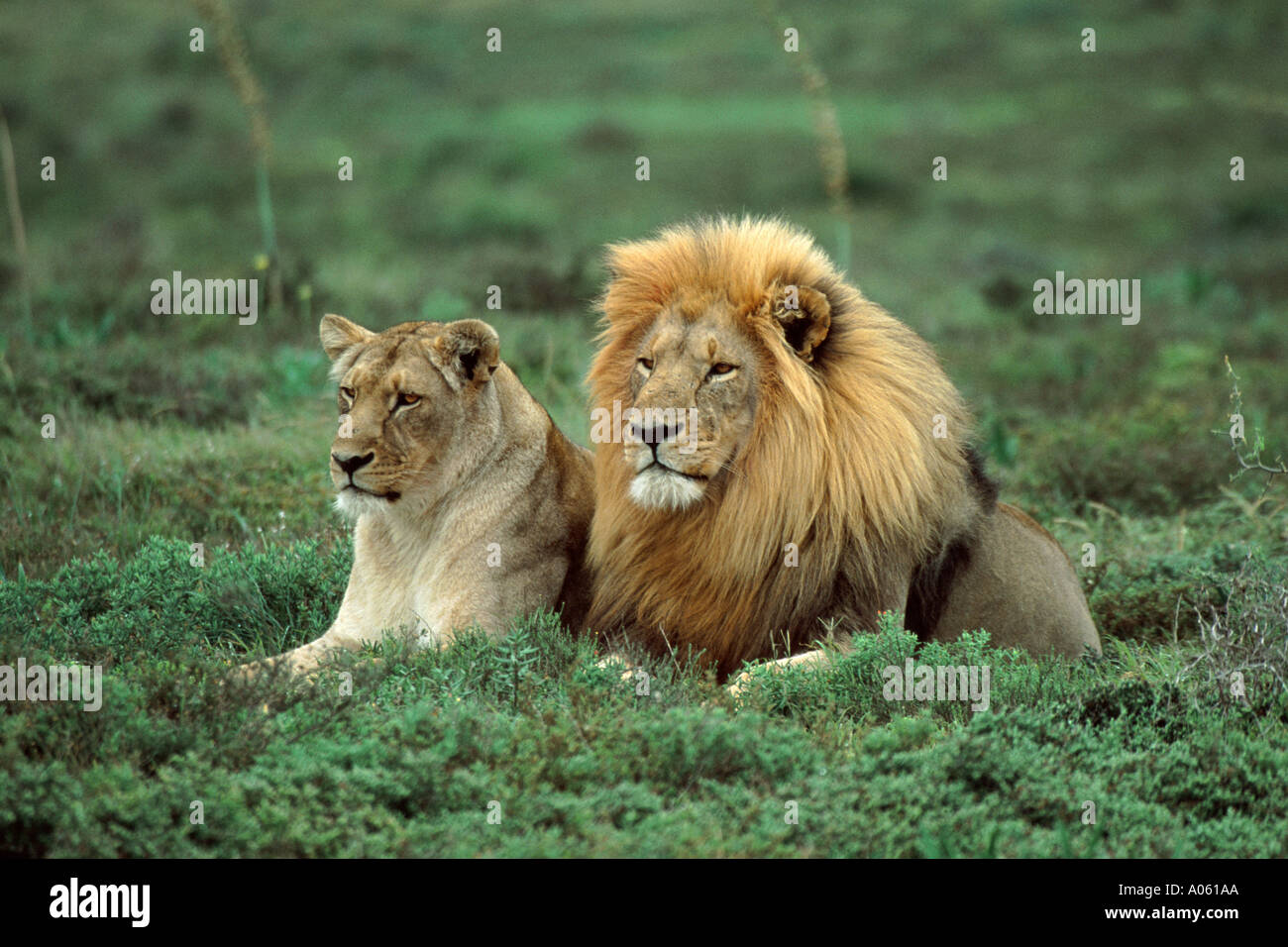 Löwen in Masai Mara Kenia Afrika Stockfoto