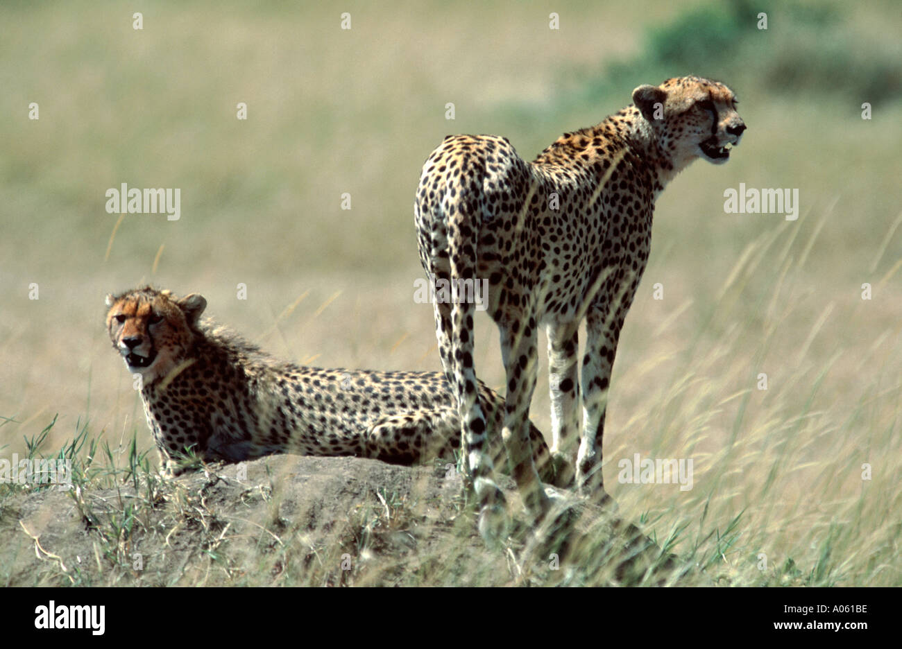 Geparden in Masai Mara Kenia Afrika Stockfoto