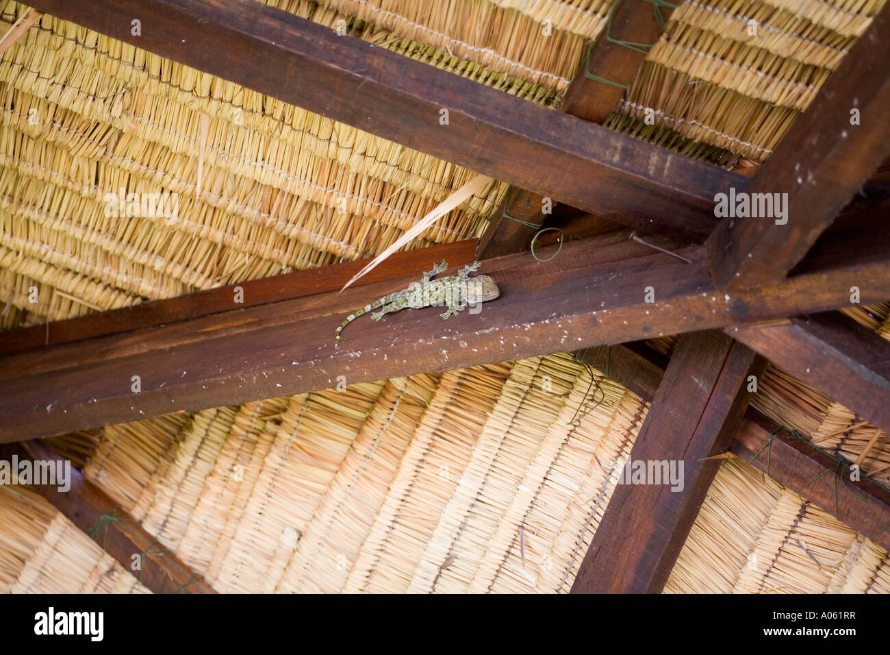 Große Gecko-Eidechse in den Sparren Ko Pha ngan, Thailand. Stockfoto