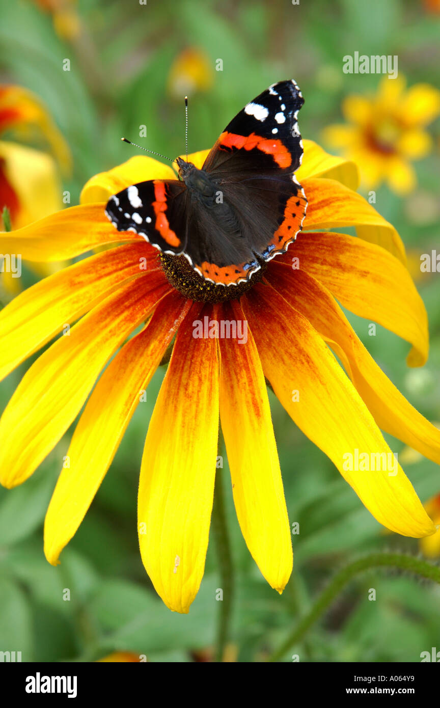 Ein Schmetterling ruht auf der Anthere einer Blume Admiral Stockfoto