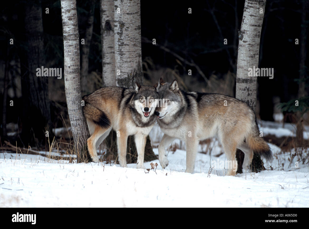 Paar Wölfe am Waldrand im winter Stockfoto