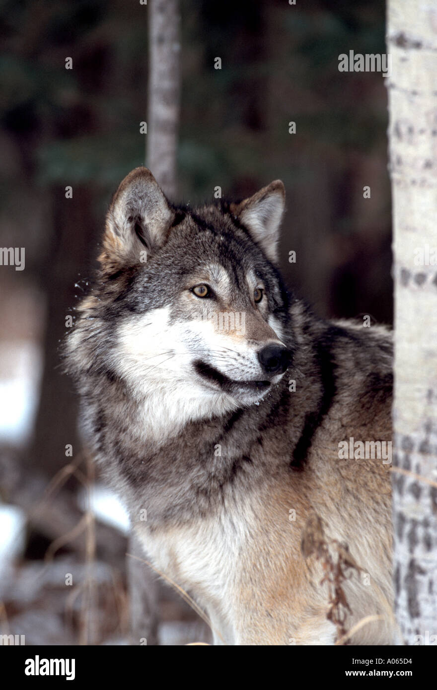 Wolf am Waldrand Stockfoto