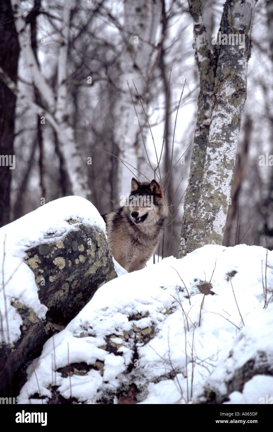 Timber Wolf im Wald im winter Stockfoto