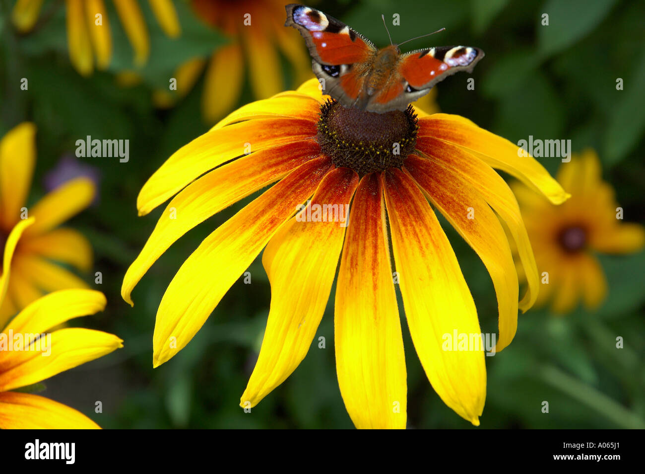 Ein Schmetterling ruht auf der Anthere von einem gelb petaled Blumen Tagpfauenauge Stockfoto