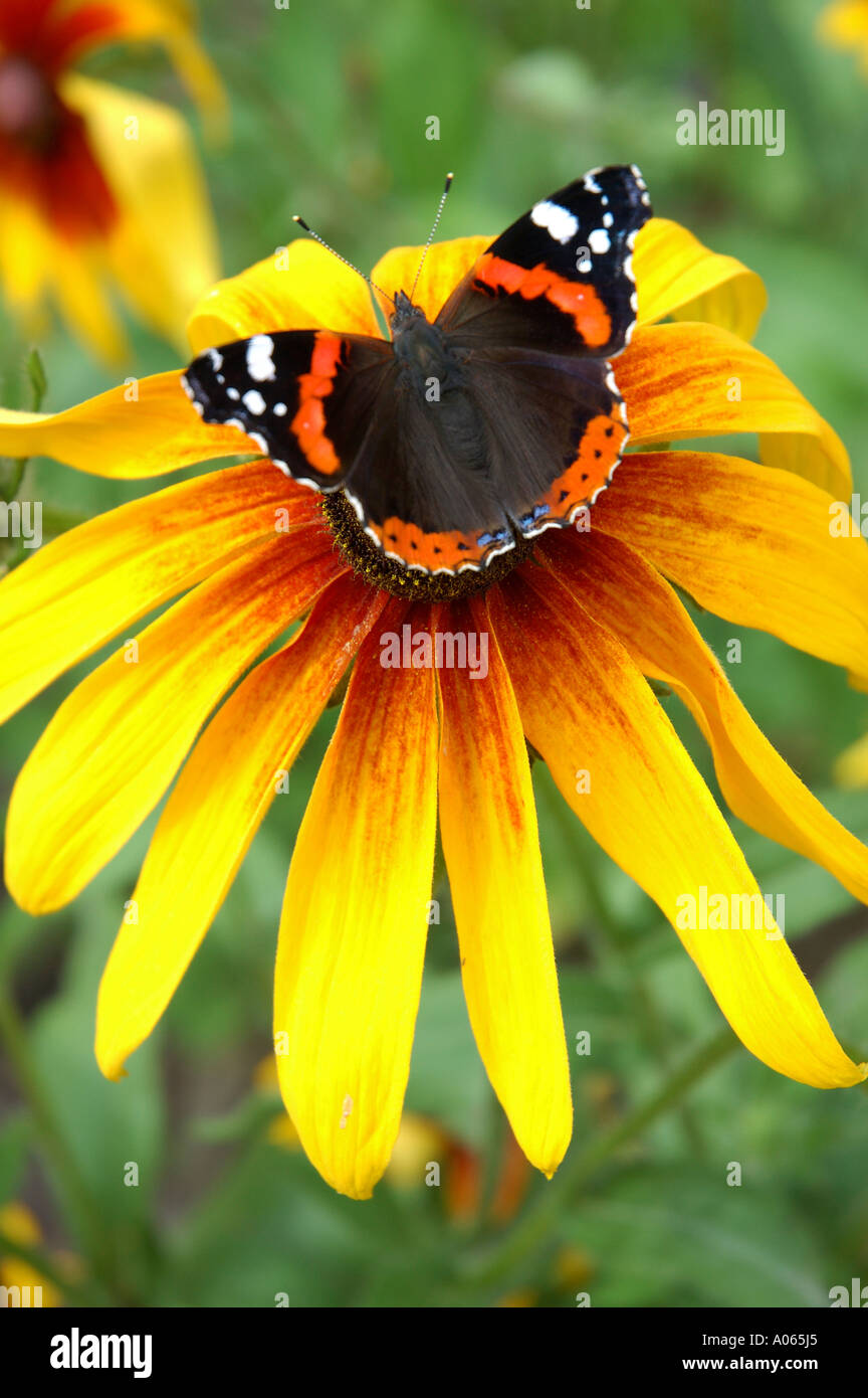Ein Schmetterling ruht auf der Anthere einer gelben petaled Blume Admiral Stockfoto