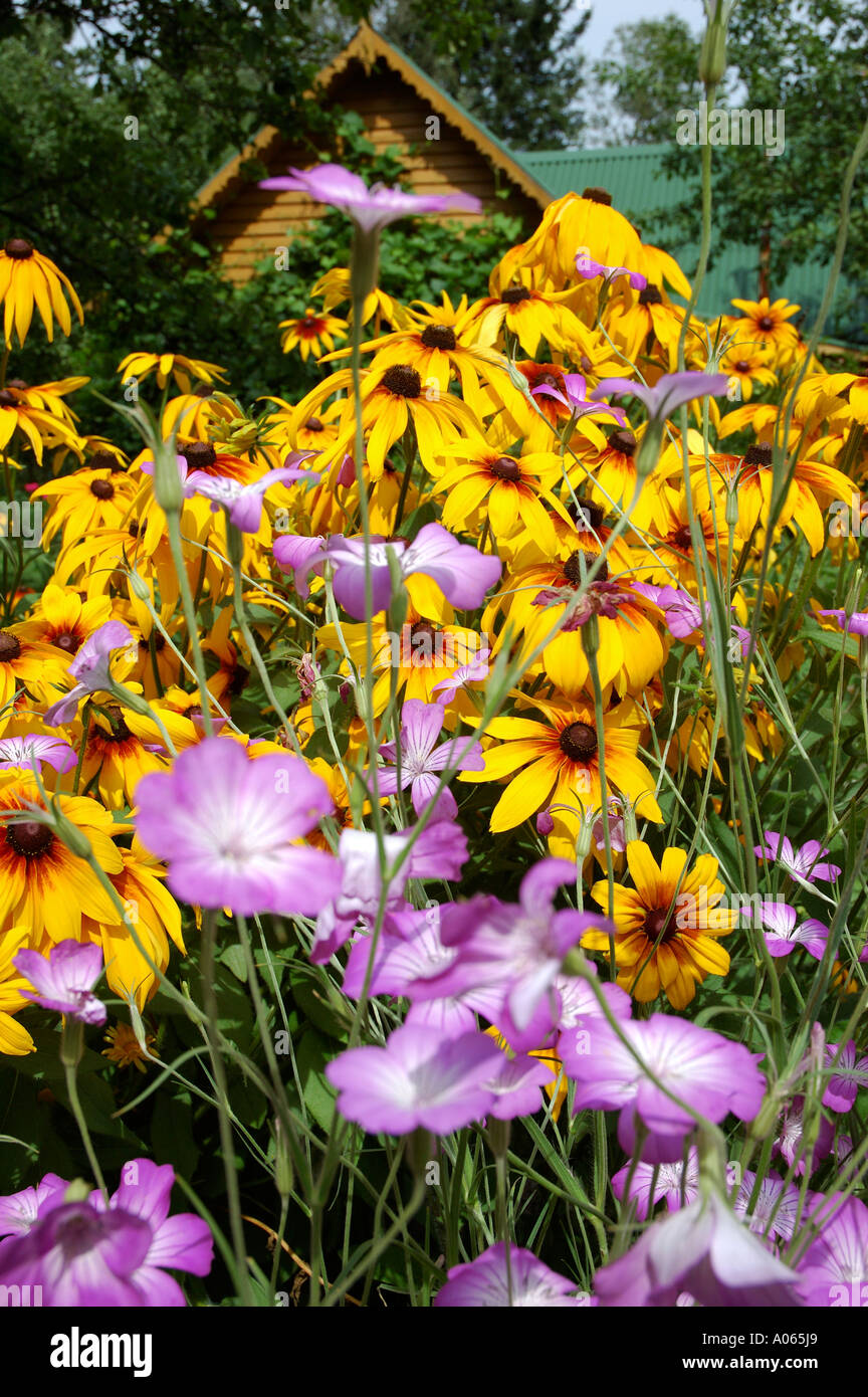 Ein Garten blüht mit gelben und Lavendel Blüten mit einem spitz zulaufenden Dach eines Hauses gesehen auf der Rückseite Stockfoto