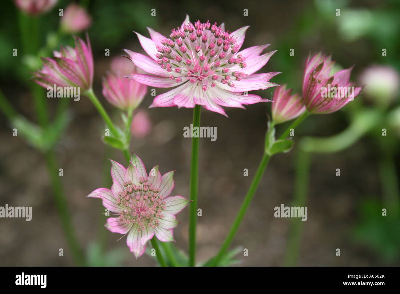 Sterndolde, Astrantia, Umbelliferae Stockfoto