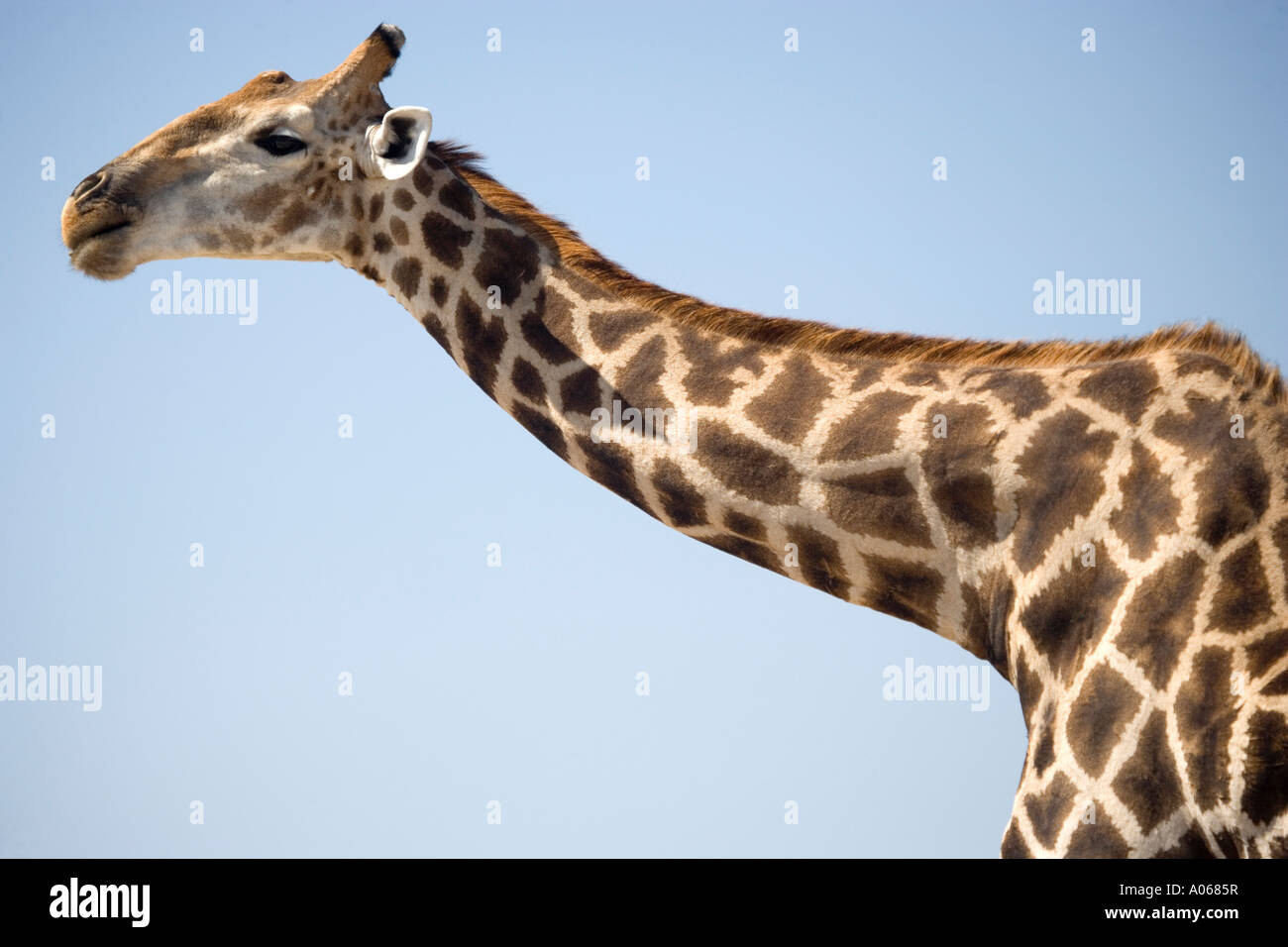 Giraffe Stockfoto