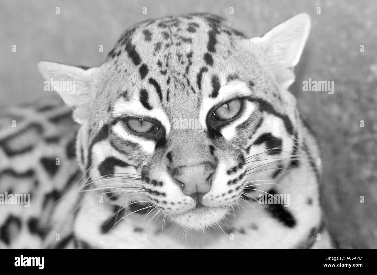 Monochromes Bild eines erwachsenen weiblichen Ozelot (Leopardus pardalis) Stockfoto