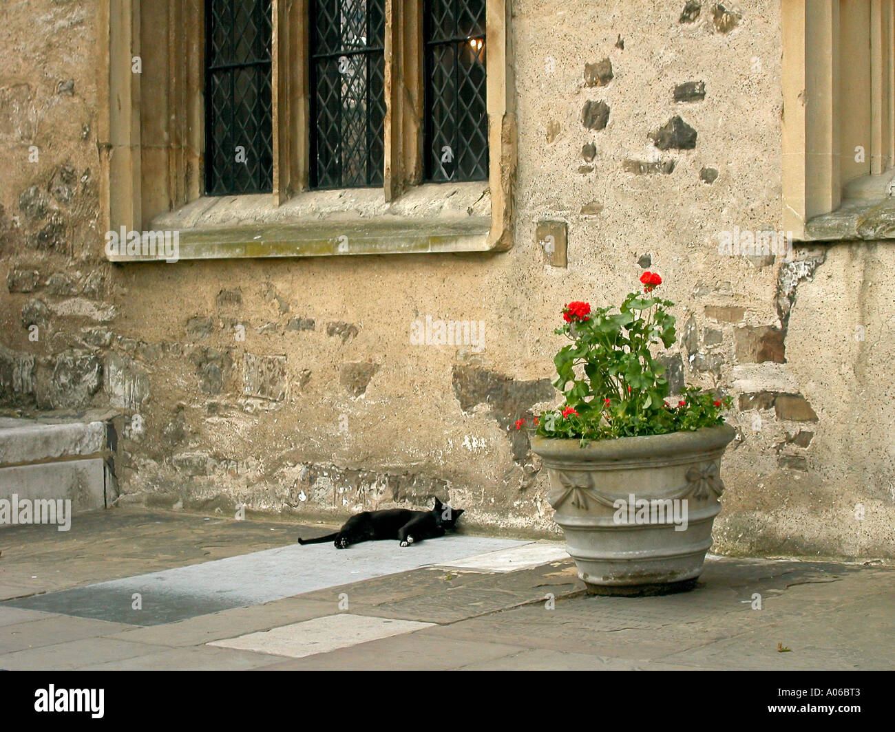 Eine schlafende Katze an der Tower von London Großbritannien Großbritannien Europa UK Stockfoto