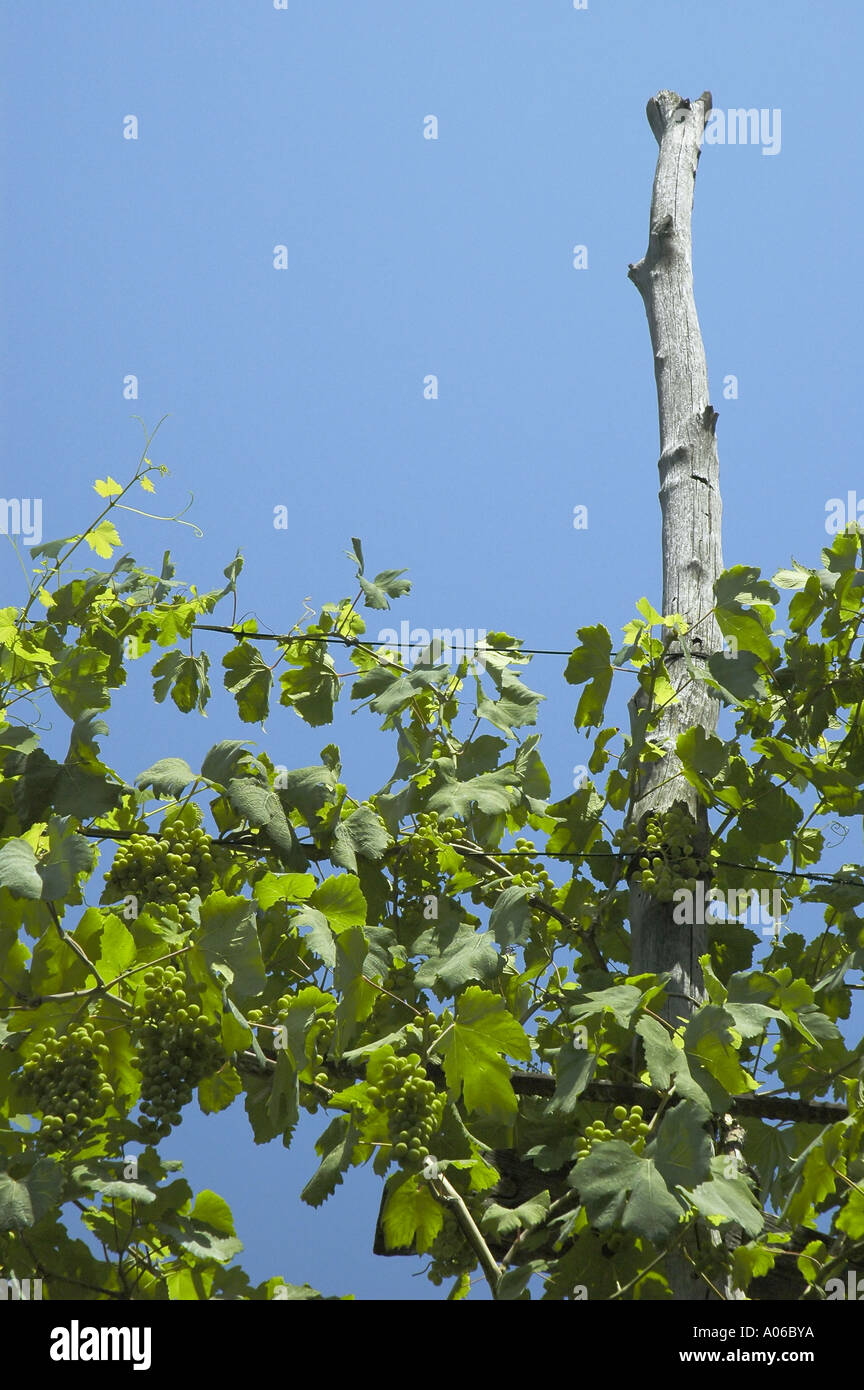 Weinreben wachsen in Sorrento Amalfi Küste Süd Italien Mittelmeer Neapel Stockfoto