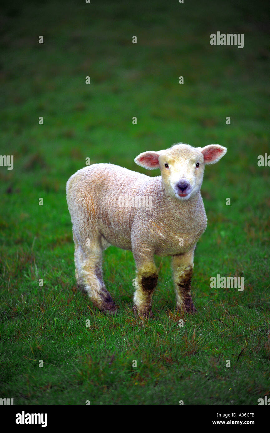 Kleines Lamm im Feld Gras Stockfoto