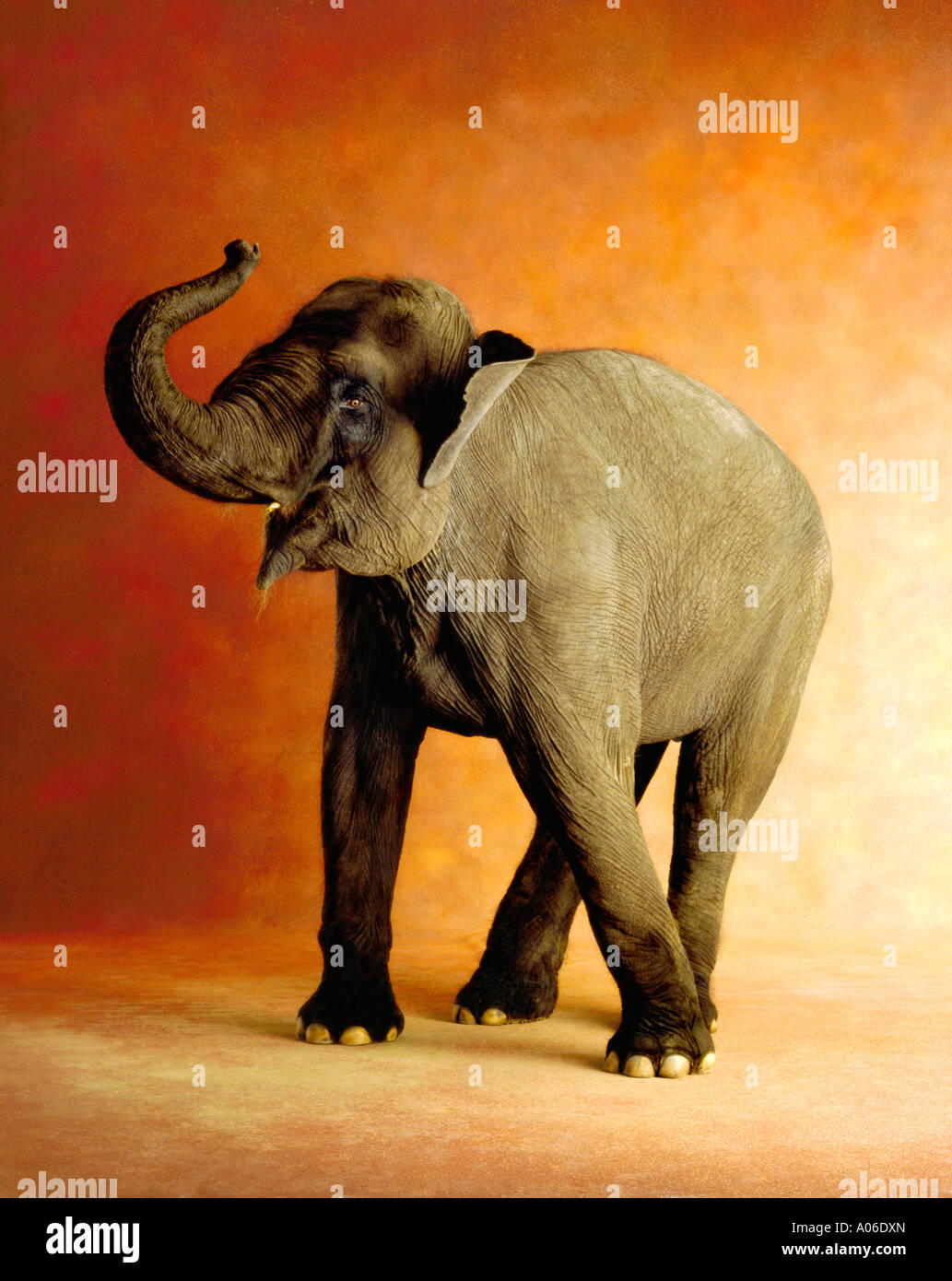 BABY-ELEFANT Stockfoto