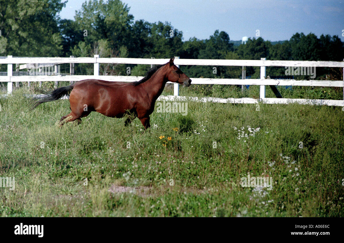 Pferd im Roundpen Stockfoto