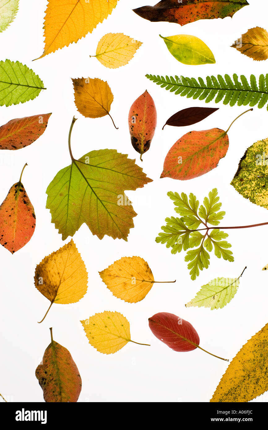 Herbst / Herbst Blätter Stockfoto