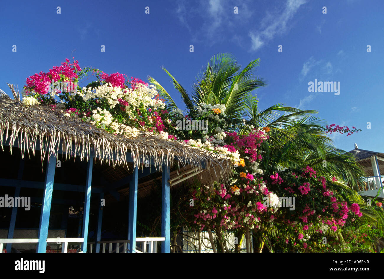 Philippinen Palawan Coco Loco Island Bougainvillea hing Hütte Stockfoto