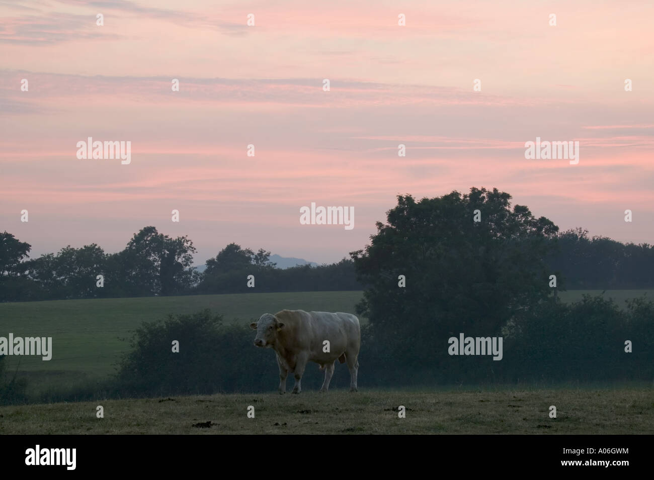 Einsamer Elefant im Feld mit roter Himmel Hintergrund Stockfoto