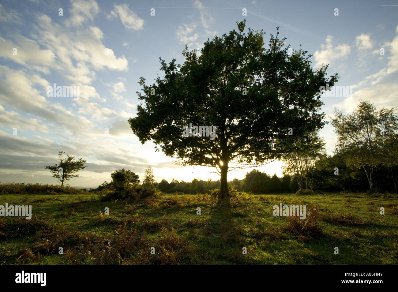 Bäume in die untergehende Sonne am Galgen Hill Teufel s Bowle in der Nähe von Hindhead Stockfoto