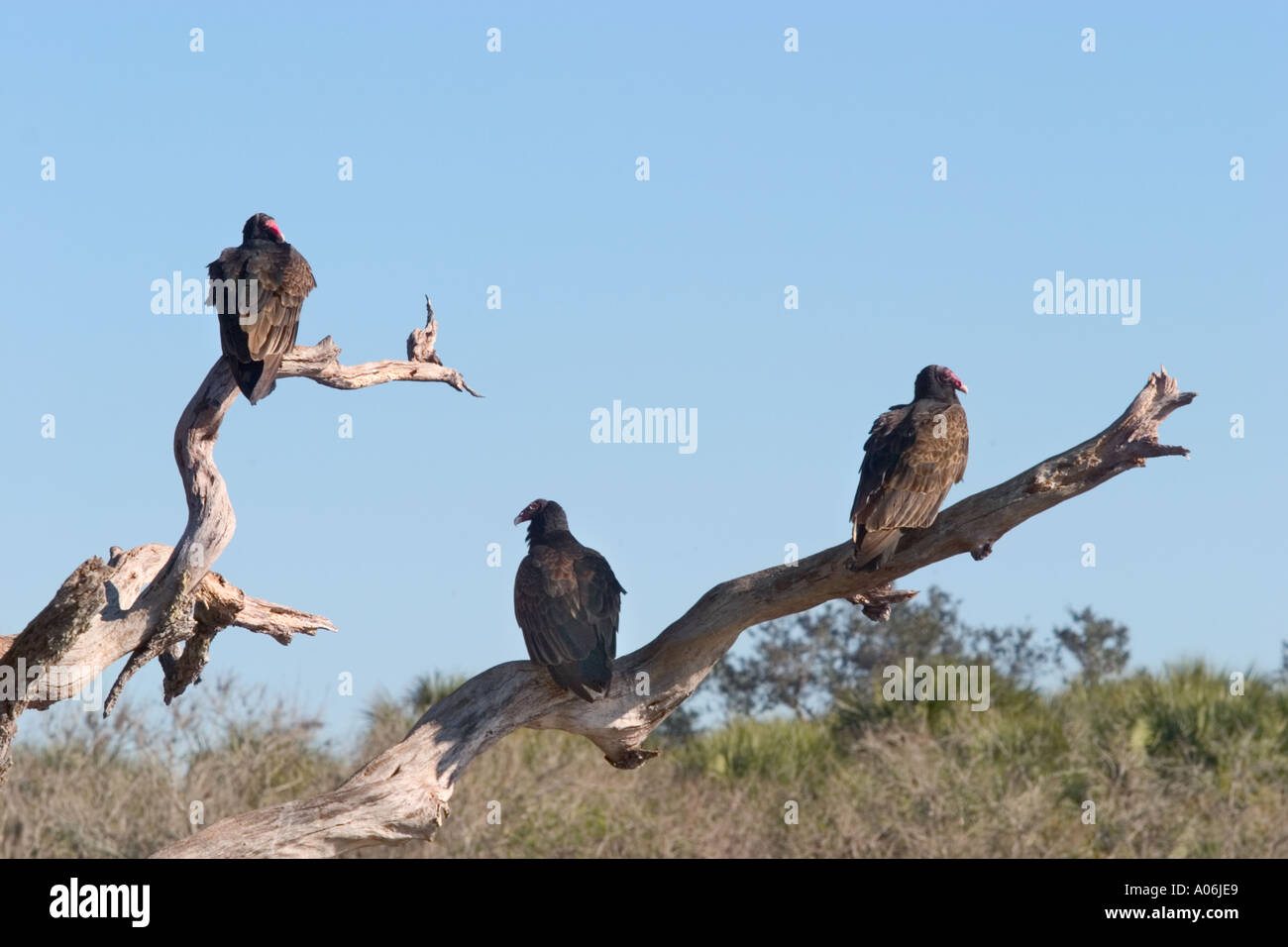 Türkei-Geier thront in toter Baum Stockfoto