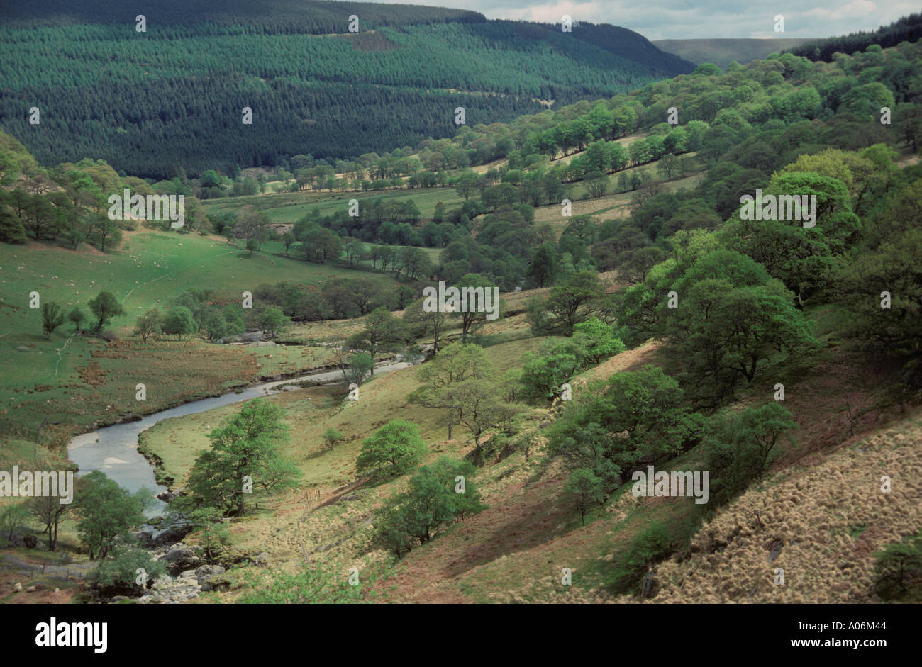 Hängende Oak Woods Brecon Wales Mai Stockfoto