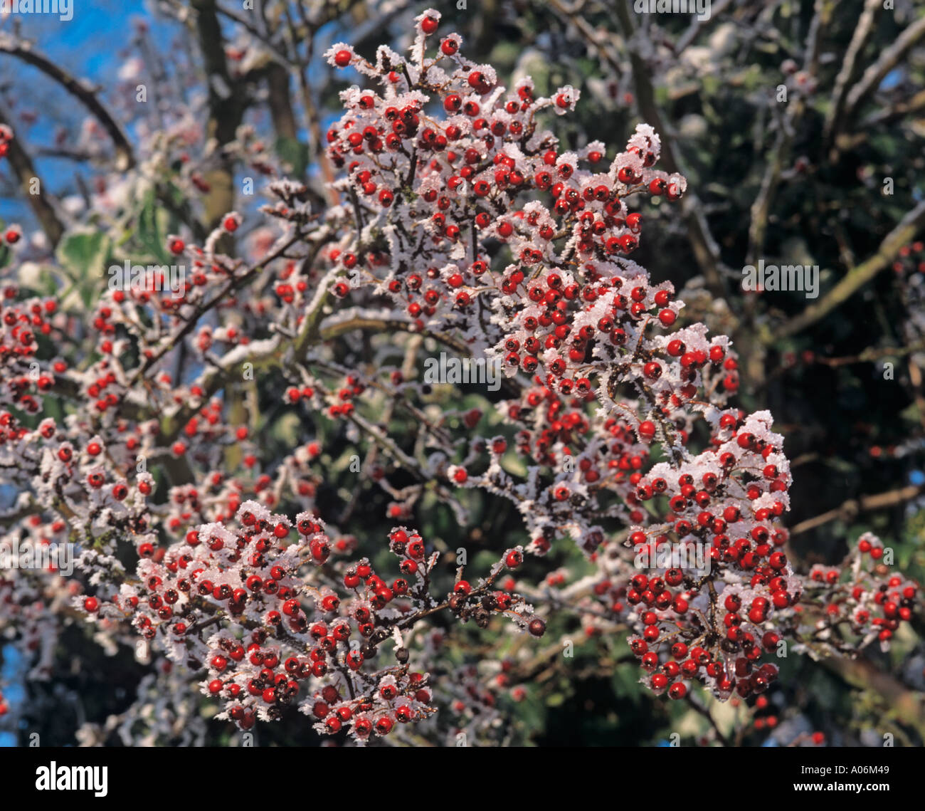 Weißdornbeeren bei Frost Stockfoto