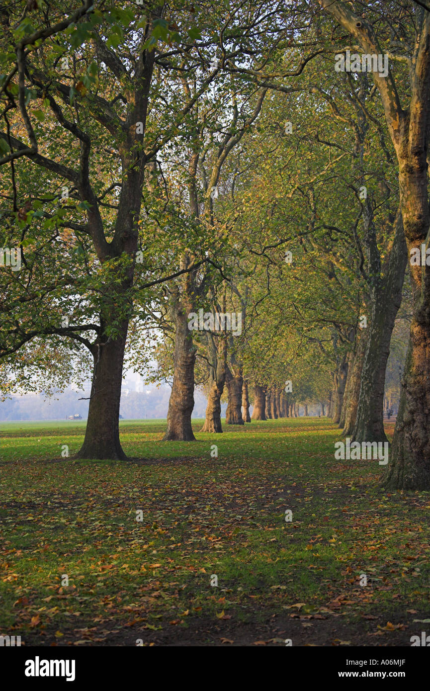 Allee der Bäume Hyde Park London Stockfoto