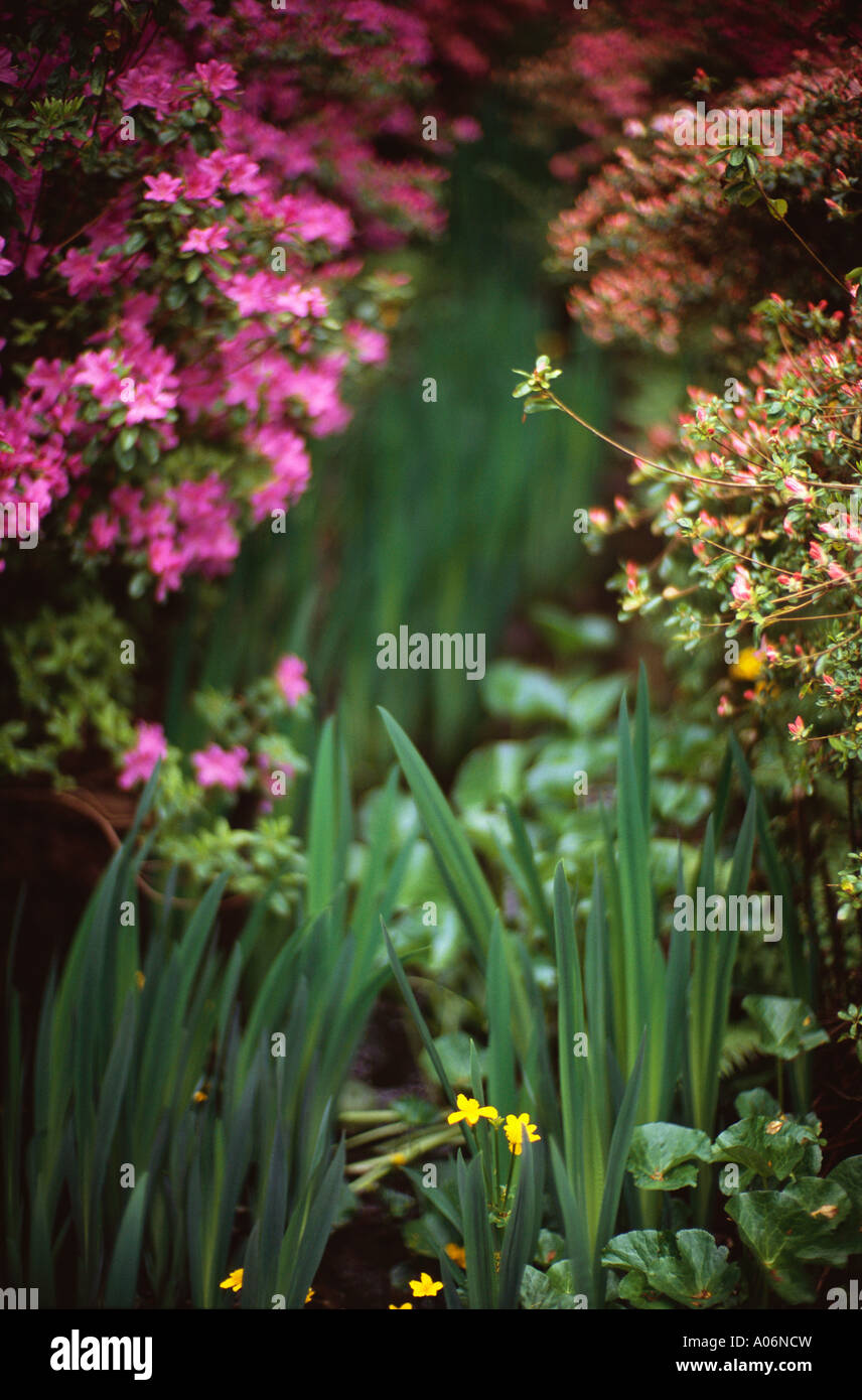 Azaleen in Isabella Plantation Richmond Park in London Stockfoto