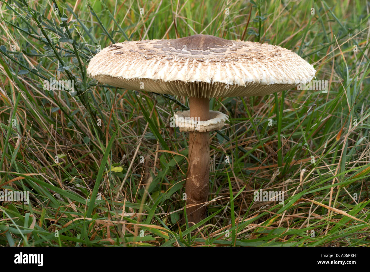 Sonnenschirm - Macrolepiota provera Stockfoto