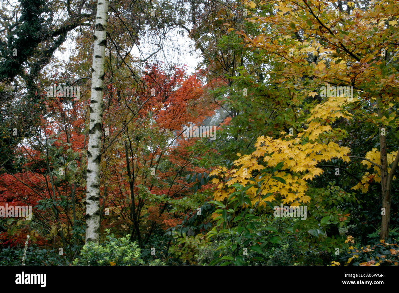 Betula Pendel Acer Cappadoicum Aureum und Herbstfärbung Acer palmatum Stockfoto
