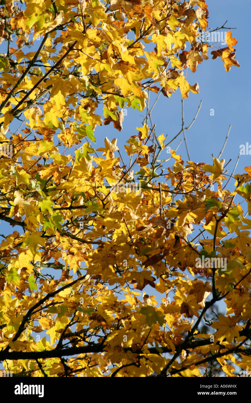 Acer Campestre Herbstfärbung Stockfoto