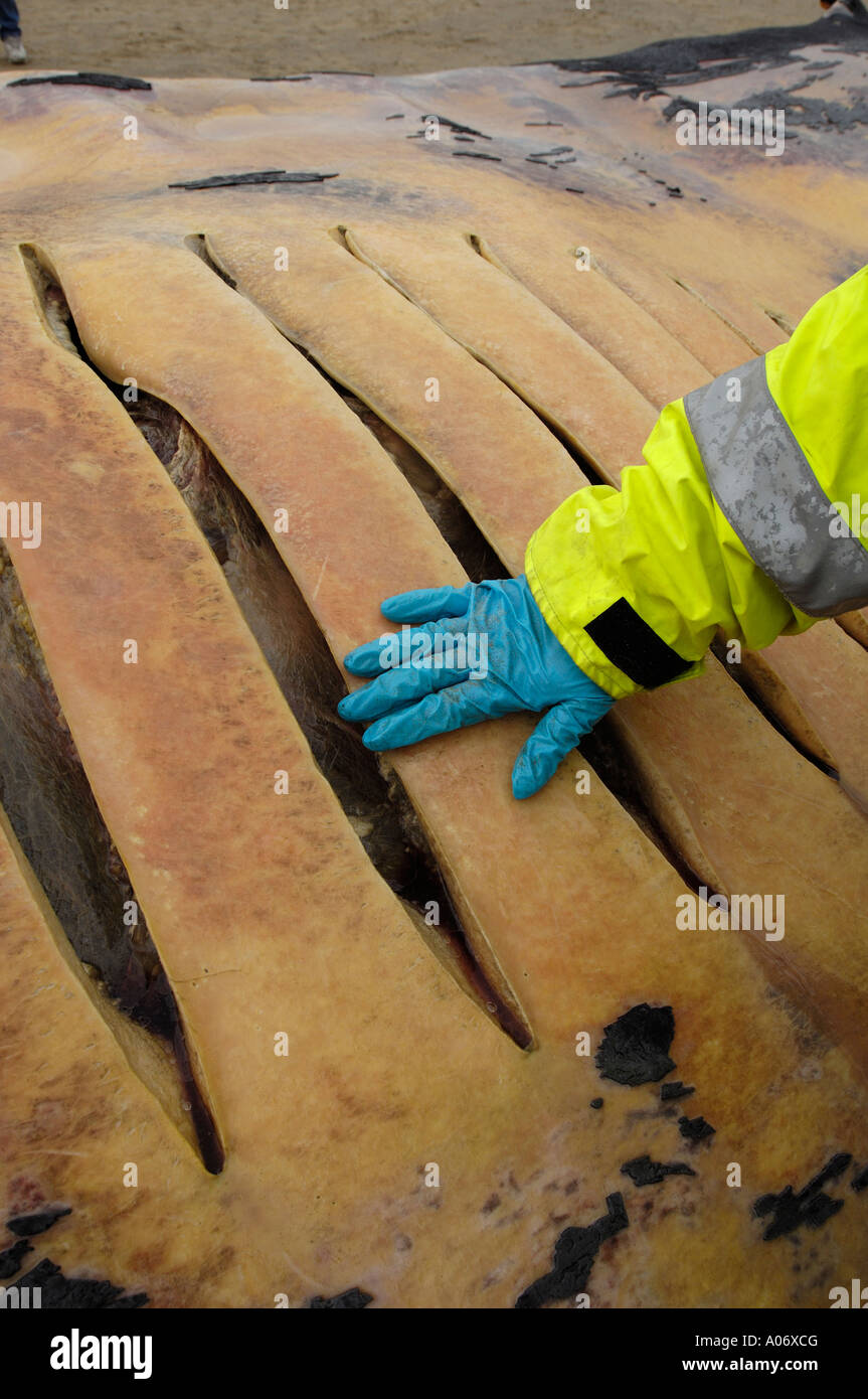 Finnwal Balaenoptera Physalus Washed tot auf Camber Sands East Sussex UK Stockfoto