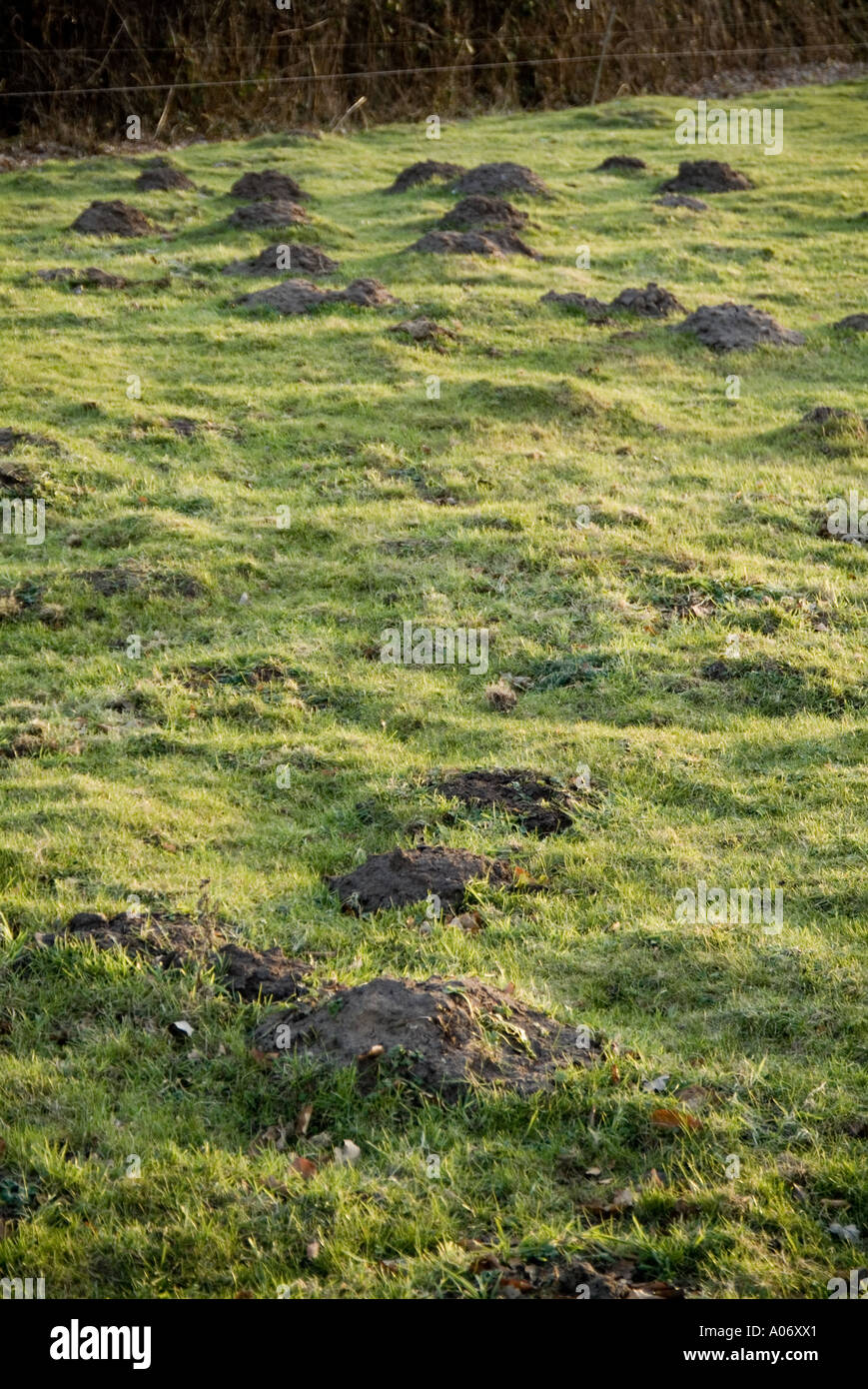 Maulwurfshügel, Maulwurfshügel, Rasen, Rasen, Ungeziefer, Schlamm, Erde