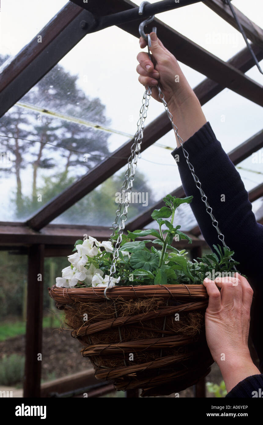 EIN GEWÄCHSHAUS-BAR ZUWEISEN EINEN HÄNGENDEN KORB Stockfoto