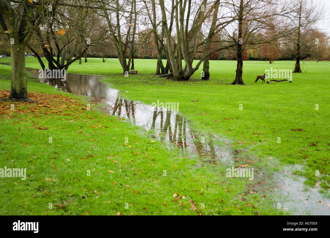 überfluteten Felder Stockfoto