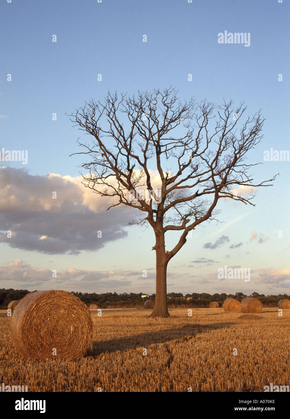 Land der Landwirtschaft Landschaft rund Strohballen warten auf die Sammlung von Stoppelmaisfeld Ackerland nach der ländlichen Ernte mit dem toten Baum Essex England Großbritannien Stockfoto