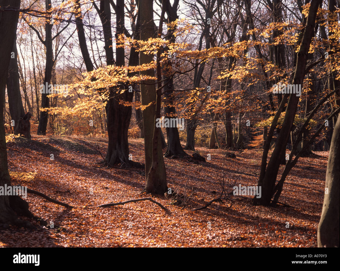 Epping Forest Teppich Herbst Baum Blätter Stockfoto
