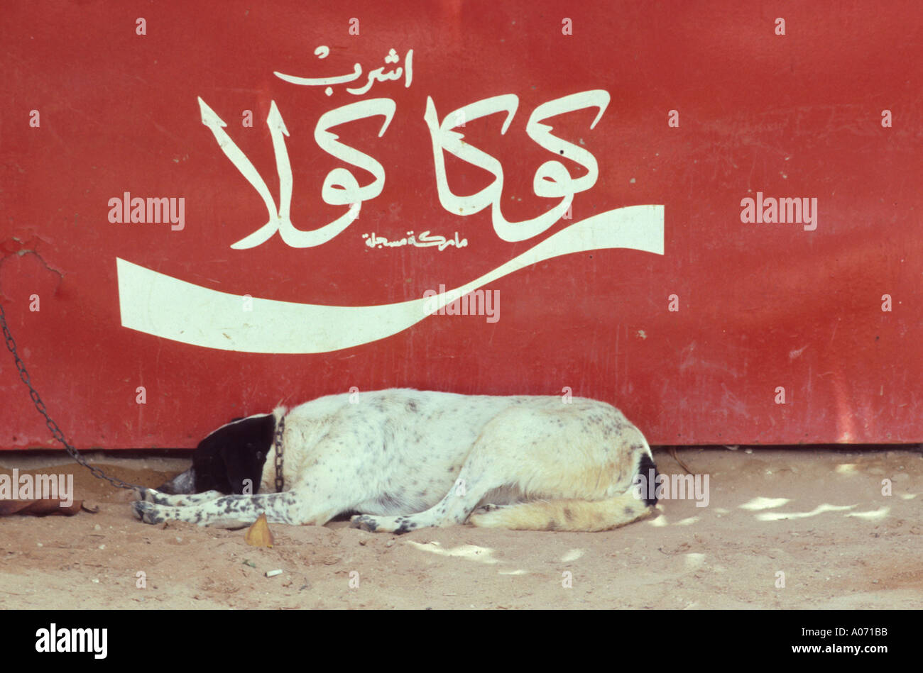 Hund vor Coca Cola Schild auf Arabisch, Oulidia, Marokko Stockfoto